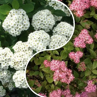 Комплект ТАЛАНТЛИВЫЙ САДОВОД в Осиповичах