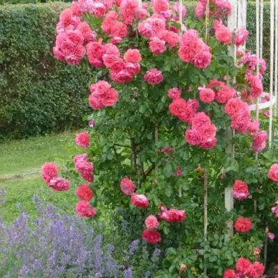 Роза РОЗАРИУМ ЮТЕРСОН плетистая в Осиповичах