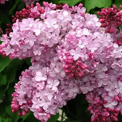 Сирень ЭСТЕР СТЕЙЛИ в Осиповичах