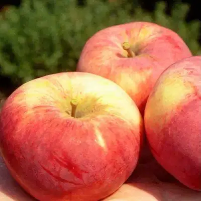 Яблоня ОРЛОВИМ в Осиповичах