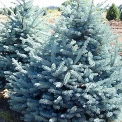 Ель ГЛАУКА колючая в Осиповичах