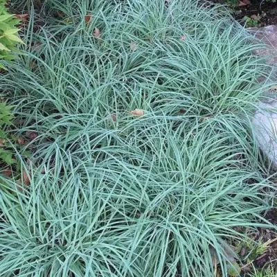 Осока БЛЮ ЗИНГЕР в Осиповичах