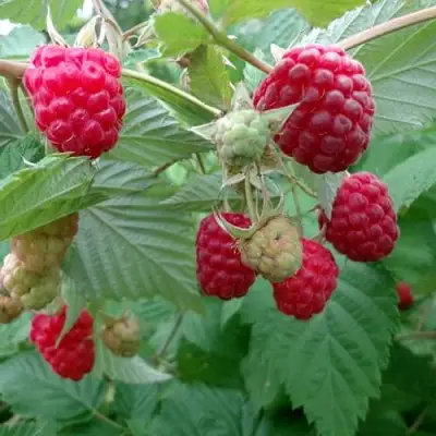 Малина ПРОСТО ПРЕЛЕСТЬ (СТОЛЕШНИК) в Осиповичах