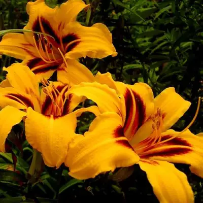 Лилейник БОНАНЗА гибридный в Осиповичах