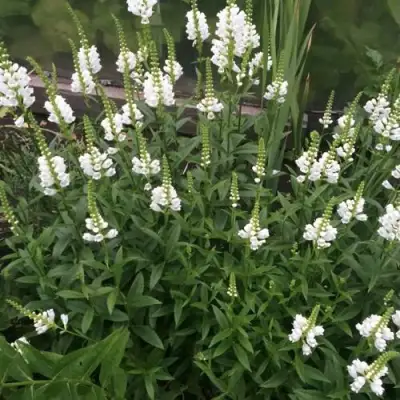 Физостегия АЛЬБА виргинская в Осиповичах