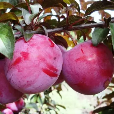 Слива ЛАМА в Осиповичах