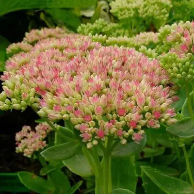 Очиток (седум) БРИЛЛИАНТ в Осиповичах