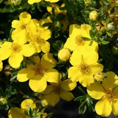 Лапчатка ХАКМАНС ГИГАНТ кустарниковая в Осиповичах