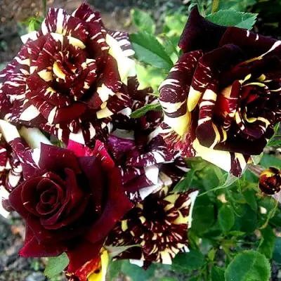 Роза ФОКУС ПОКУС флорибунда в Осиповичах