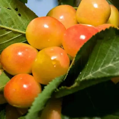 Дюк (черевишня) БЕЛОЧКА в Осиповичах