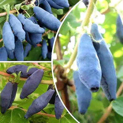 Комплект СЛАДКИЕ ХИТЫ в Осиповичах