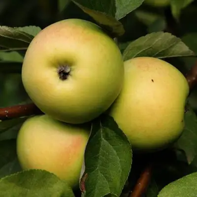 Яблоня ДАНИЛА в Осиповичах