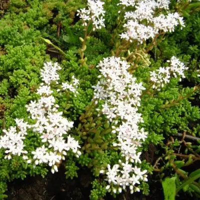 Очиток (седум) ХЛОРОТИКУМ белый в Осиповичах