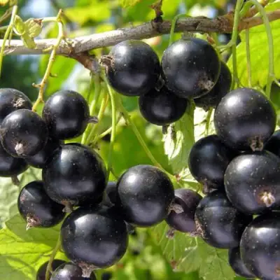 Смородина чёрная НЕСТЕР КОЗИН в Осиповичах