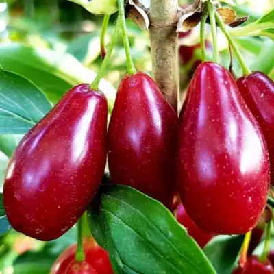 Кизил ВЛАДИМИРСКИЙ в Осиповичах