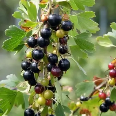 Смородина золотистая ПЛОТНОМЯСАЯ в Осиповичах