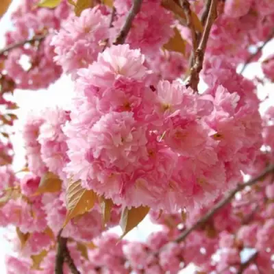 САКУРА  в Осиповичах