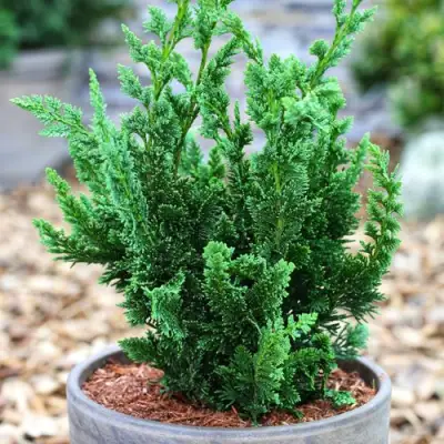 Кипарисовик ВИСЕЛЛИ лавсона в Осиповичах