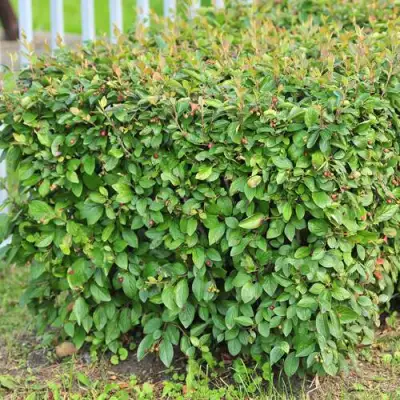 Кизильник блестящий в Осиповичах