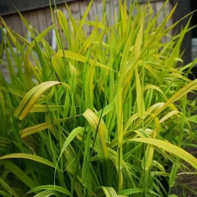 Фалярис АРКТИК САН тростниковый в Осиповичах