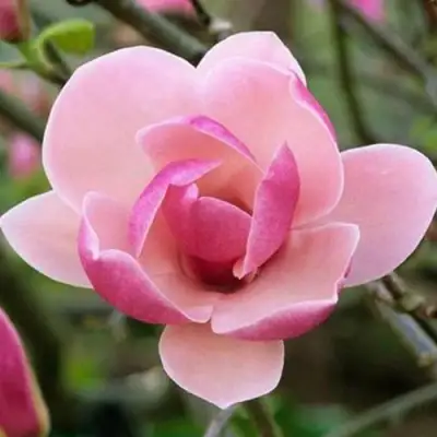 Магнолия РУСТИКА РУМБА в Осиповичах