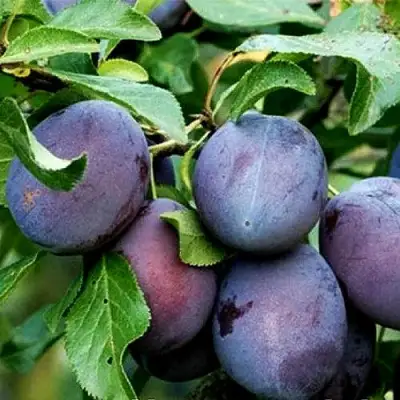 Слива ВЕНГЕРКА БЕЛОРУССКАЯ в Осиповичах