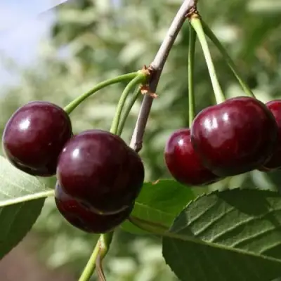 Вишня МОРОЗОВКА в Осиповичах