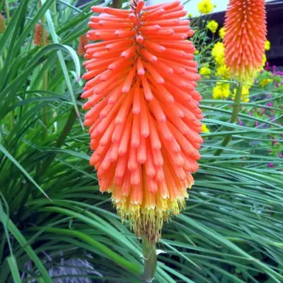 Книфофия БЕНГАЛ ФАЕР гибридная в Осиповичах