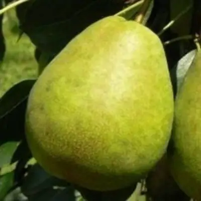 Груша ЛАГОДНАЯ в Осиповичах