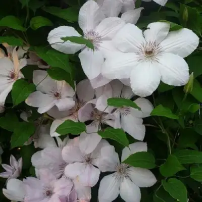 Клематис ИОАНН ПАВЕЛ 2 в Осиповичах