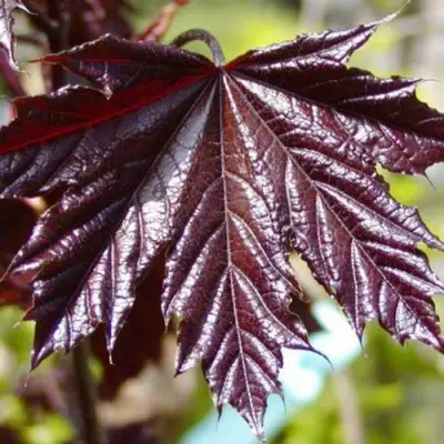 Клен КРИМСОН КИНГ остролистный в Осиповичах