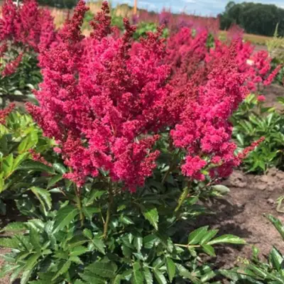 Астильба ЛАКИ ДЕЙ Арендса в Осиповичах