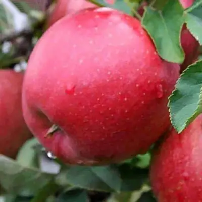 Яблоня ЧЕМПИОН в Осиповичах