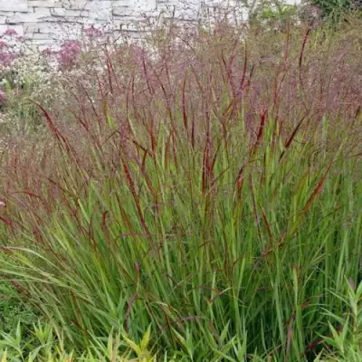 Просо ШЕНАНДО прутьевидное в Осиповичах