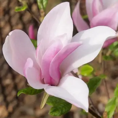 Магнолия БЕТТИ в Осиповичах