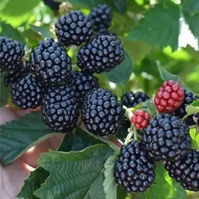 Ежевика ПОЛАР бесшипная  в Осиповичах