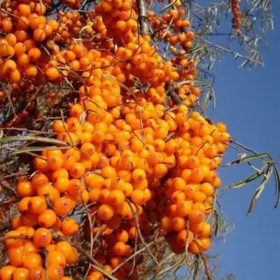 Облепиха СУДАРУШКА в Осиповичах