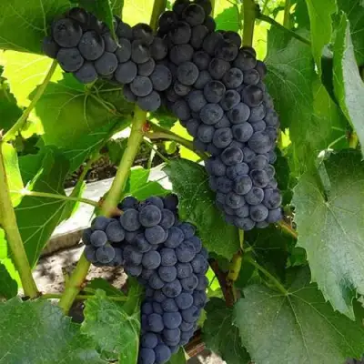 Виноград ВЭЛИАНТ в Осиповичах