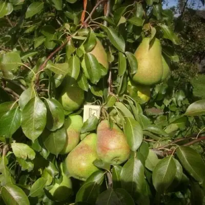 Груша БЕРЕ ЛЮКА в Осиповичах