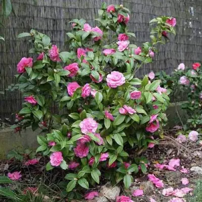 Камелия ДЕББИ в Осиповичах