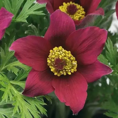 Прострел ПИНВИЛ РЕД ШЕЙДЕС в Осиповичах