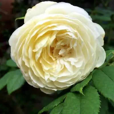 Роза КЛЭР ОСТИН английская в Осиповичах