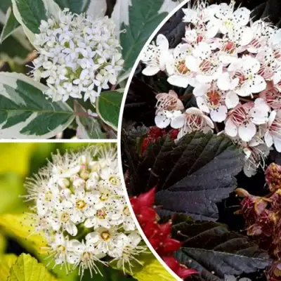 Комплект ЯРКАЯ ВСПЫШКА в Осиповичах