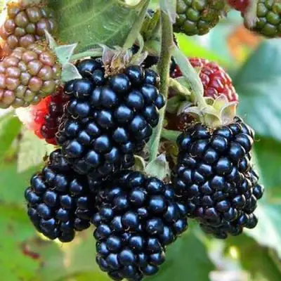 Ежевика ДЖАМБО бесшипная  в Осиповичах