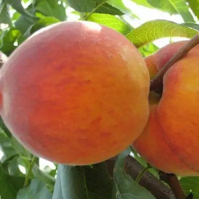 Персик СОЧНЫЙ в Осиповичах