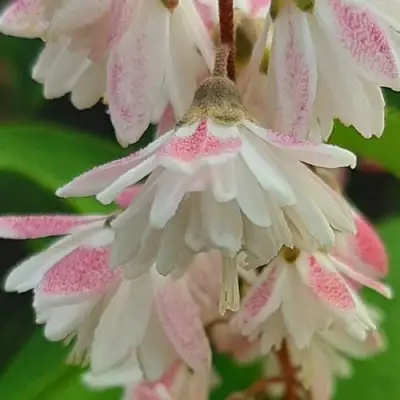 Дейция РОЗЕА ПЛЕНА в Осиповичах