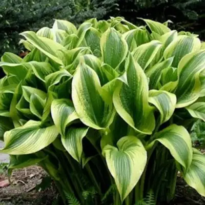 Хоста АУРЕОМАРГИНАТА в Осиповичах