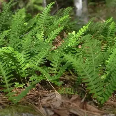 Многоножка обыкновенная в Осиповичах