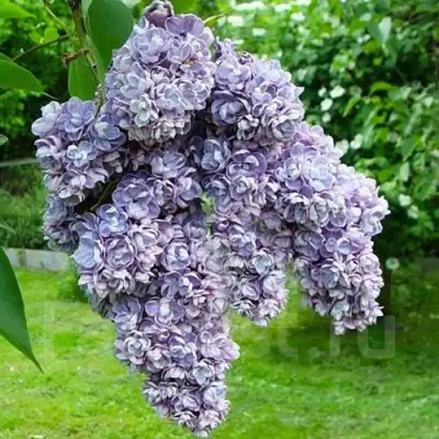 Сирень АМИ ШОТТ в Осиповичах