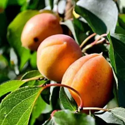 Абрикос БАЙ в Осиповичах